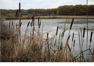 6386291637b022018_Abfischen_Baeckerweiher_0003.jpg