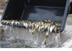 6386291845a2d2018_Abfischen_Baeckerweiher_0011.jpg